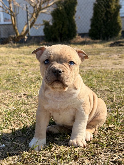 Amstaff nie pitbull , cane corso , american bully