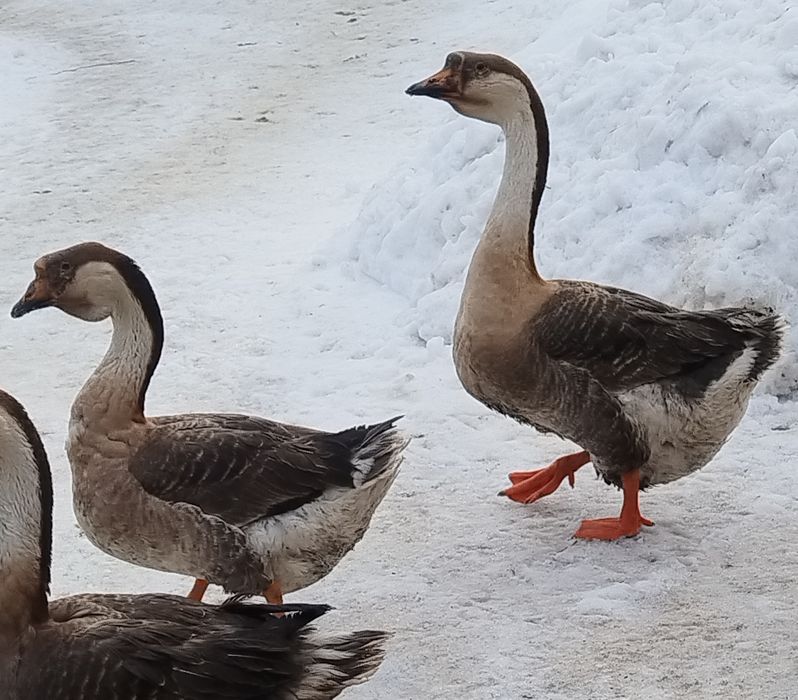 Gęsi garbonose młode dwa samce