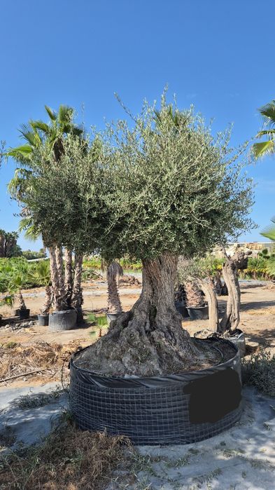 Drzewo oliwne różne rozmiary.  Yucca rostrata.  Trachycarpus fortunei