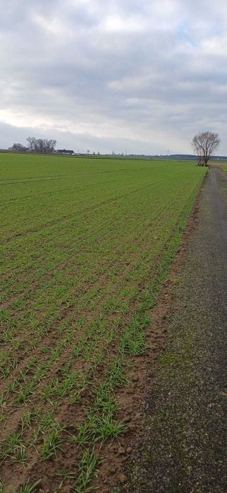 Grunt rolny 4.75 hektara w miejscowości Wyrzeka