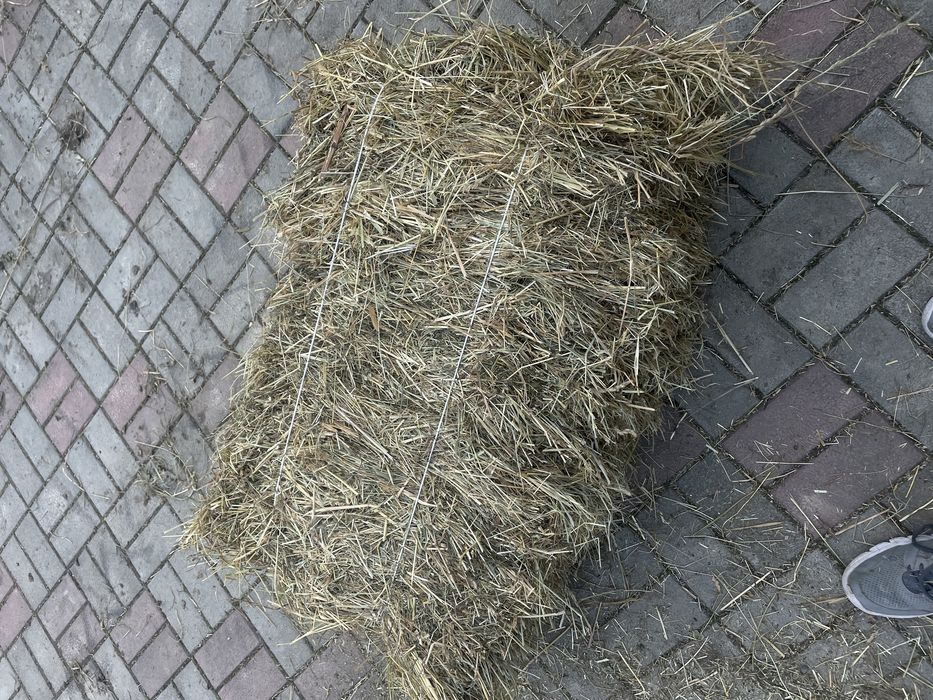 Продам сіно в тюках .