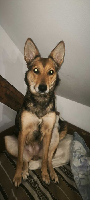 Oddam pieska w dobę ręce