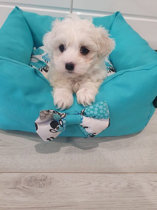 Maltańczyk! Zapraszam do kontaktu!