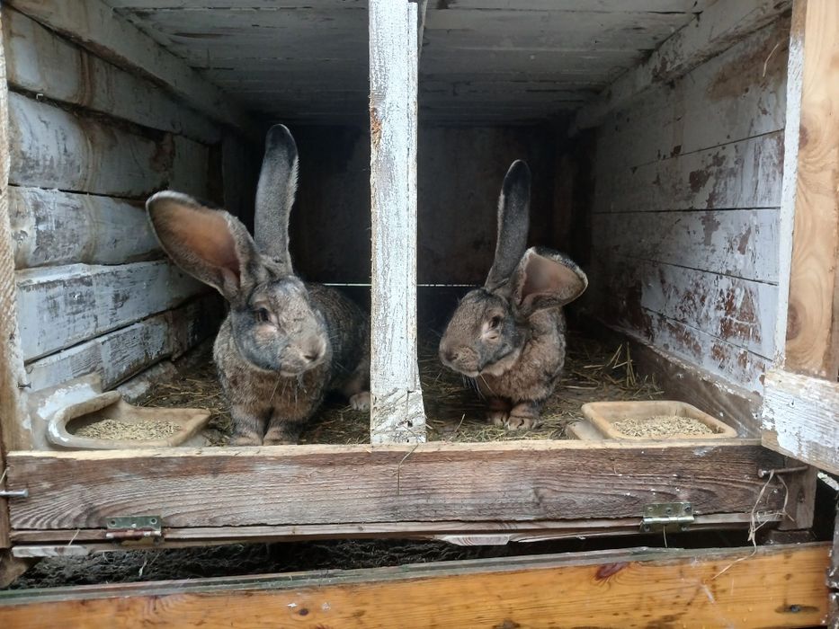 Sprzedam 2 duże samce olbrzyma belgijskiego
