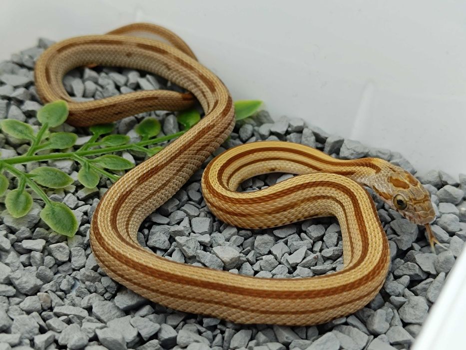 Wąż zbożowy / Samica / Odmiana:  Caramel Stripe poss Buf het sunkissed, amel ph. 50% lavender / ID: D23