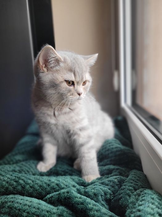 Kotek brytyjski krótkowłosy