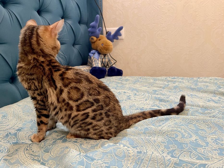 Бенгал.Бенгальські кошенята.
