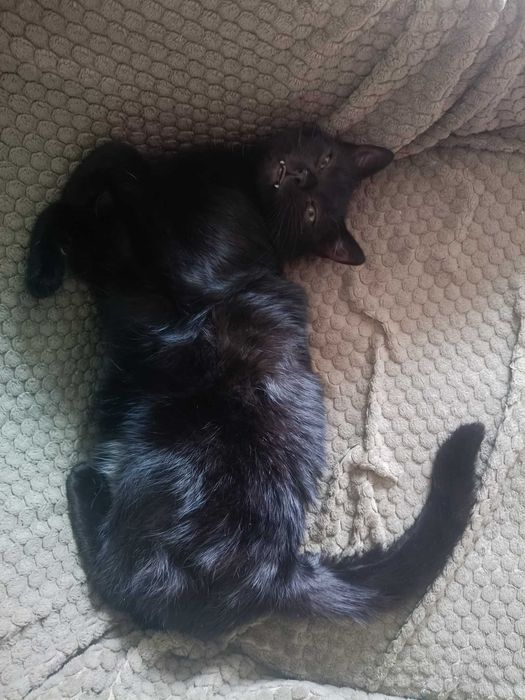 Adoptuj Sigmę – nuda w domu gwarantowanie zniknie!