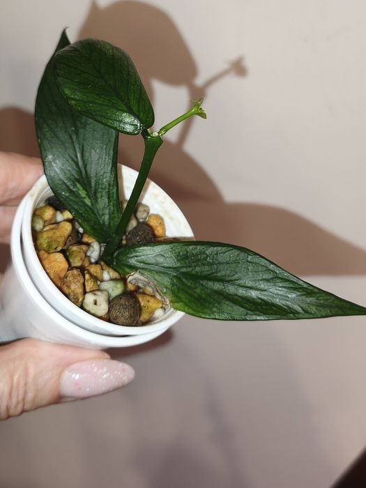 Hoya - Zestaw 4 szt