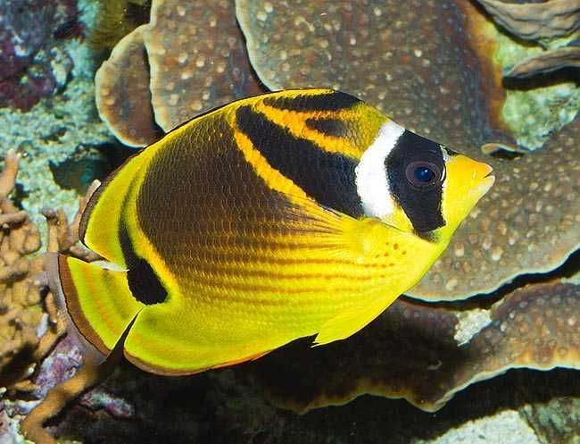 Chaetodon lunula Ryba morska