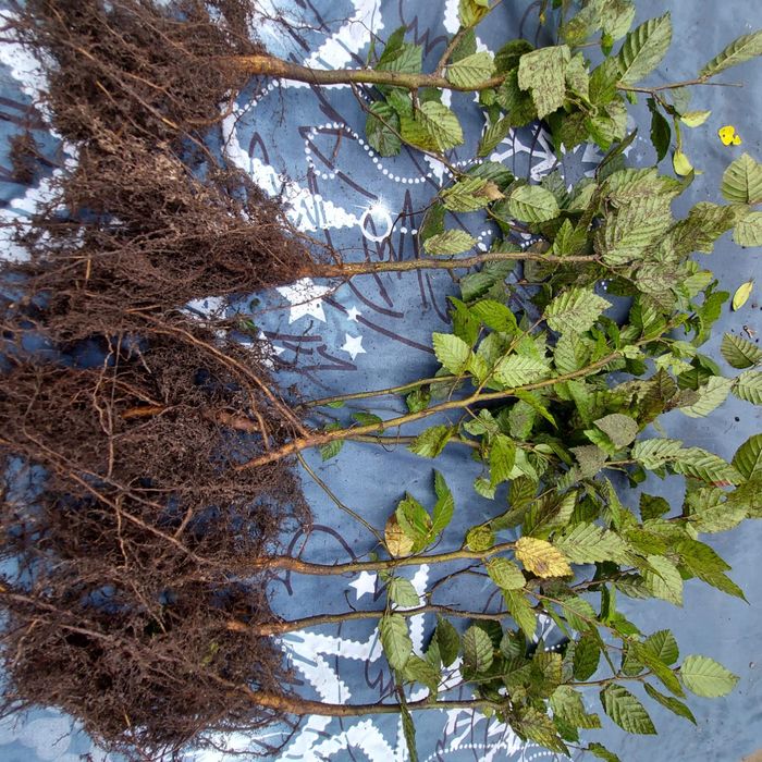 Sadzonki grabu 40-60 cm | Grab na żywopłot | Carpinus betulus