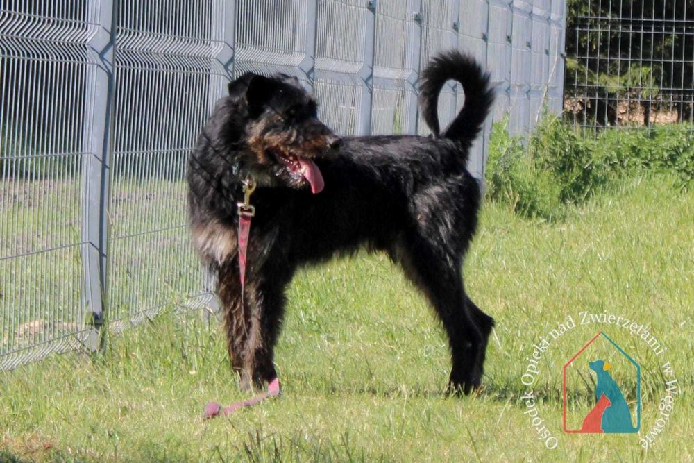 Bardzo fajny i wesoły, młody, większy psiak - kocha człowieka ADOPTUJ