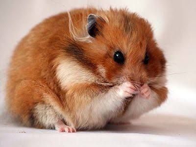 Хомяк, хомяки крупные ( детёныши) Имеются сатиновые ( атласные)