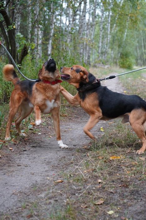 Piesek do adopcji