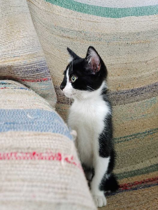 MACHO | Gatinho disponível para Adoção Responsável