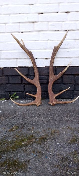 Продам роги оленя