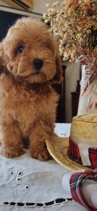 Той пудель ксу девочки и мальчики