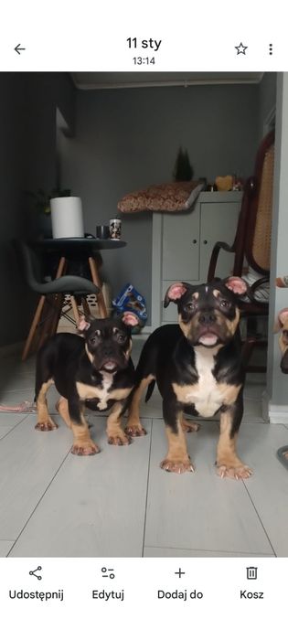 American Bully szczeniak