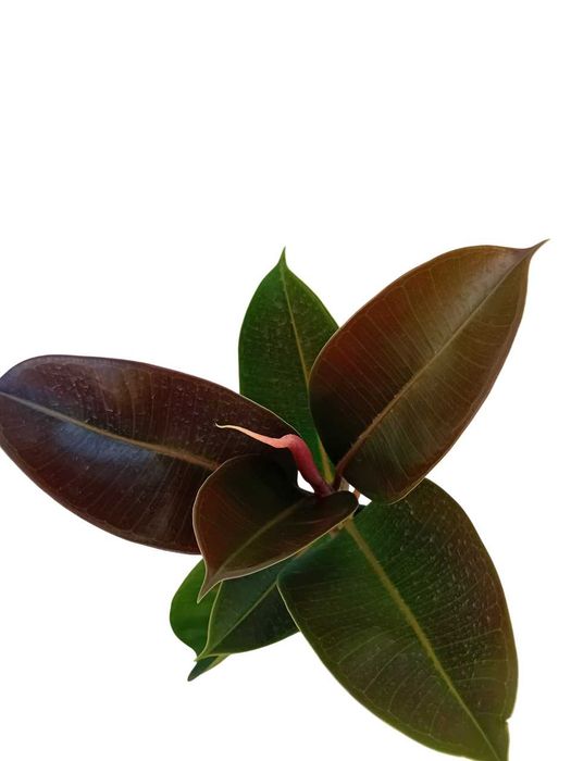 A'rvore borracheira Ficus Ela'stica
