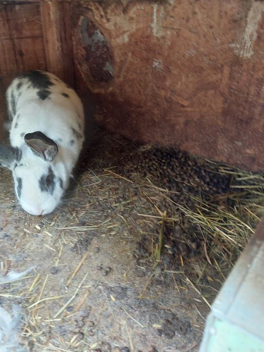 Sprzedam samca samice