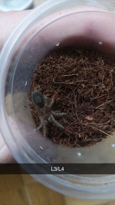 Grammostola pulchripes L5/L6