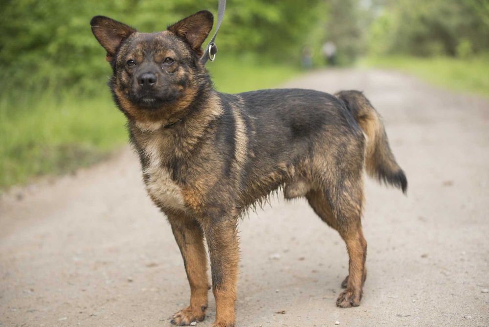 Bungee: łagodny, przyjazny eksplorator