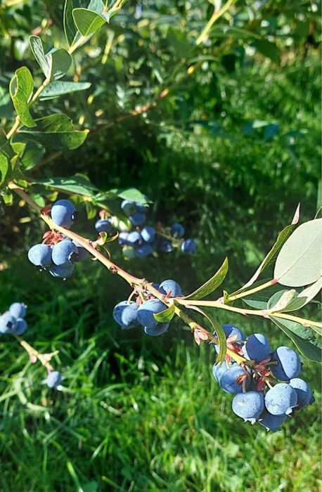 Dzem z borowki amerykanskiej