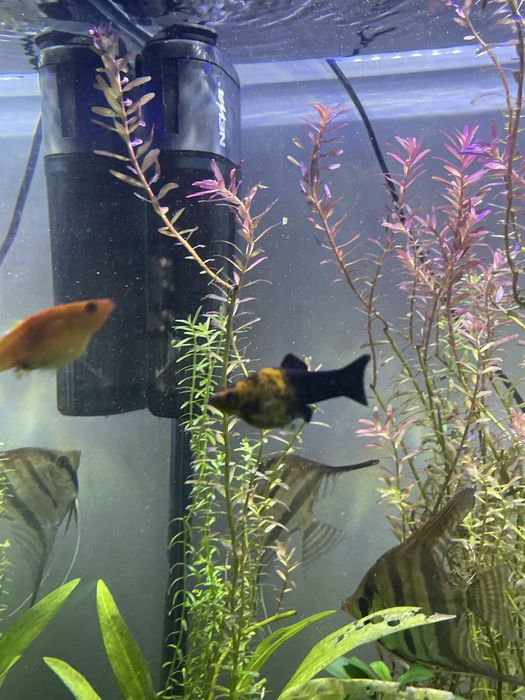 2 molly amarelo/preto