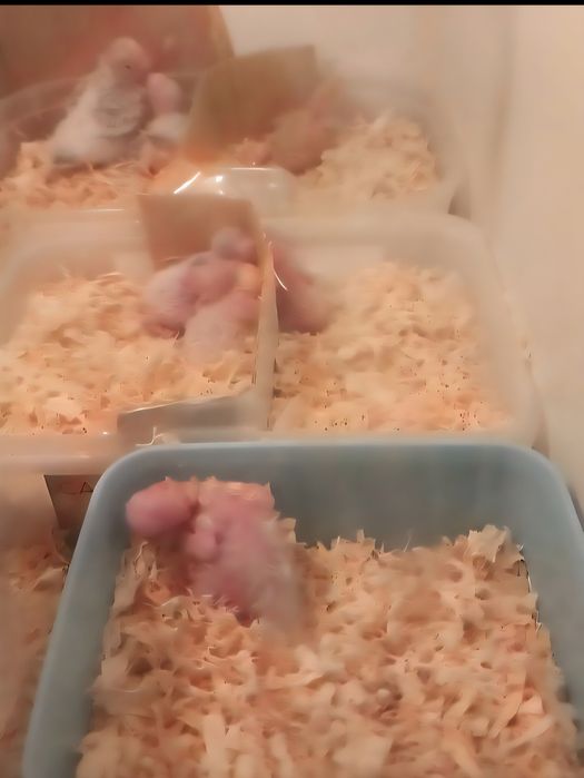 Agapornis 100% Domesticado