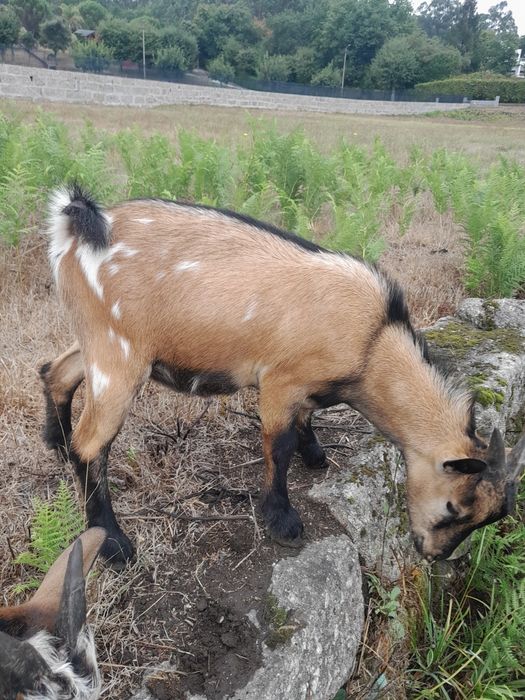 Cabrito anao macho por fêmea