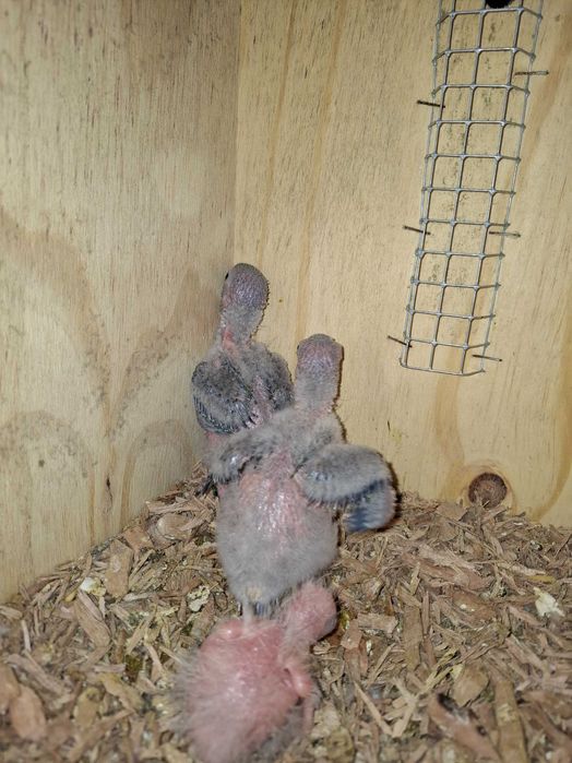 Cedo bebes de pyrrhuras