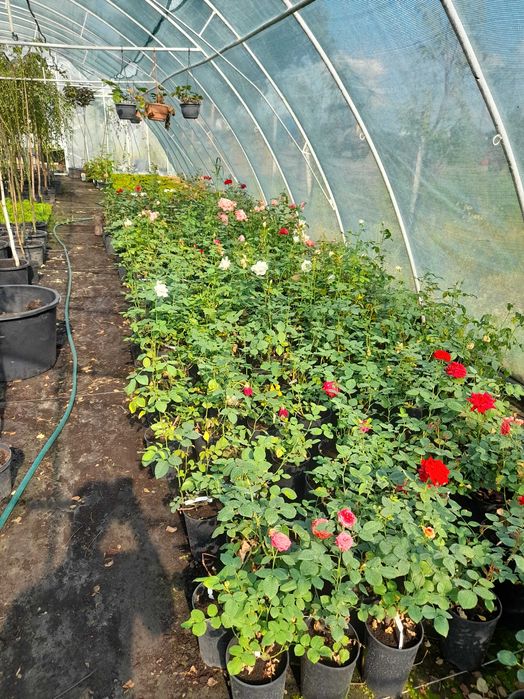 Tuje szmaragd, katalpy, róże