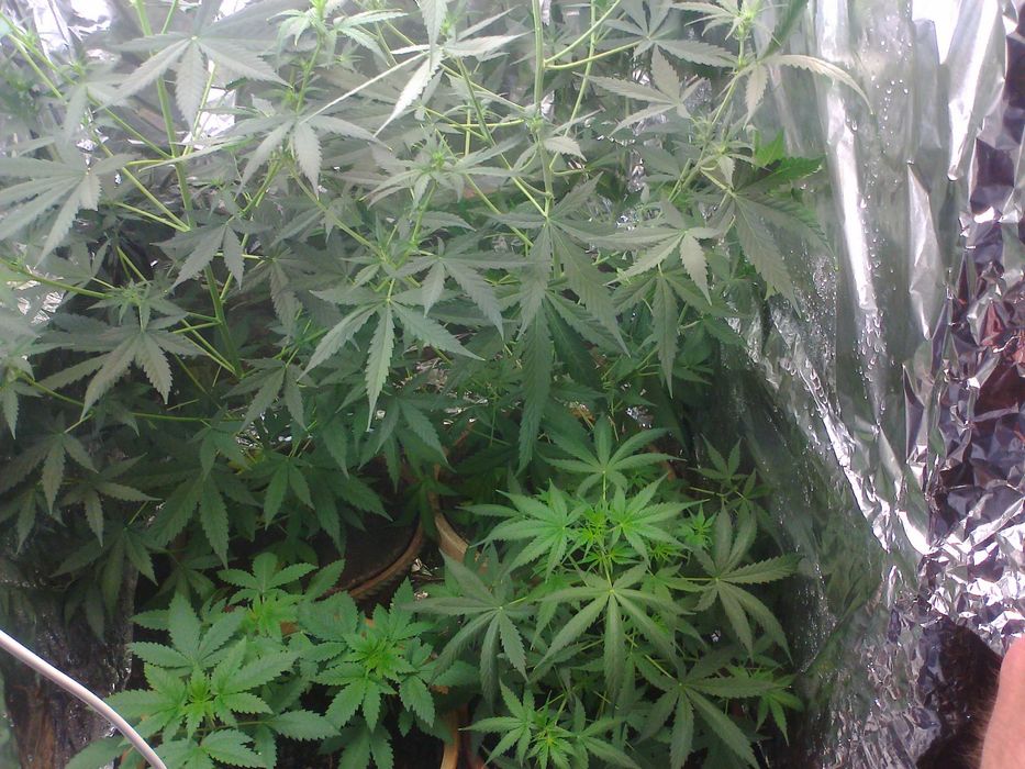 MAC (15g) Marihuana thc cbc cbn cbl Cannabis Flos do Aromaterapii