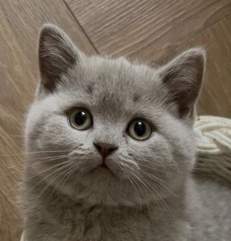 Британские котята