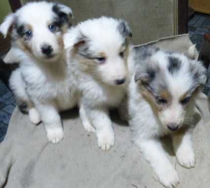 owczarek szkocki coli