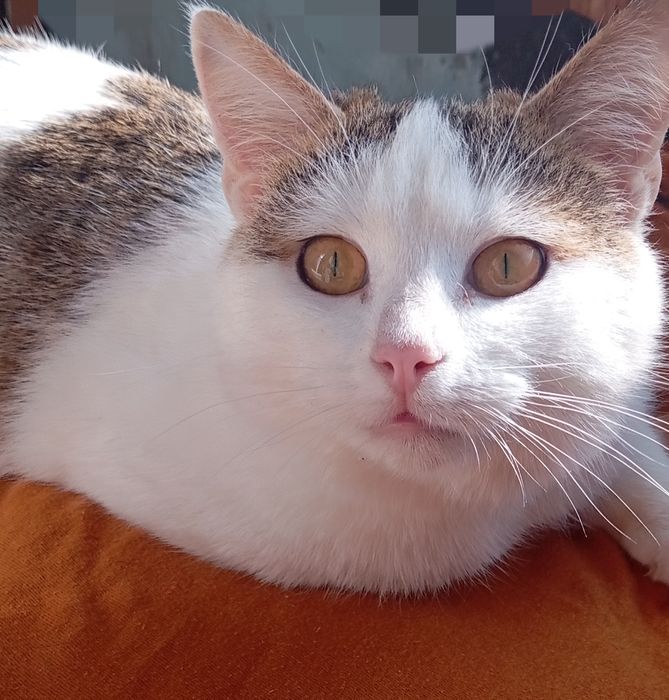 Милий котик в  найкращу сім"ю!!!