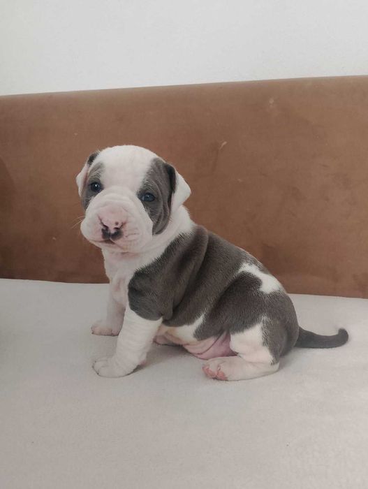 Piękny szczeniak American Staffordshire Terier.