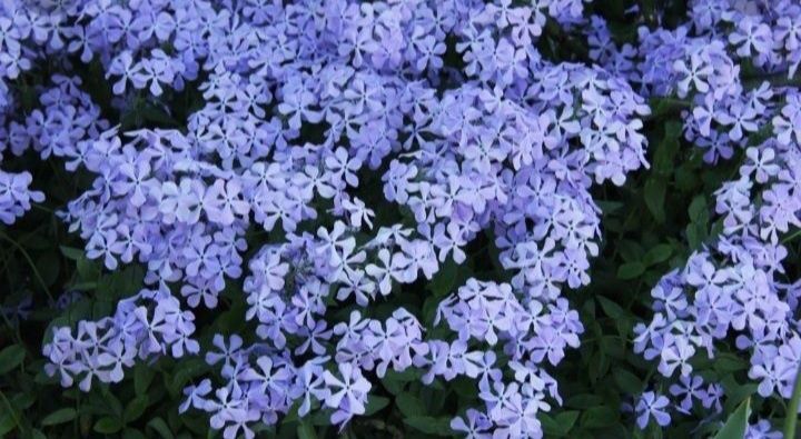 Армерія, Флокс розчепірений,Ромашка