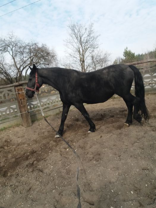 Klacz śląska z programu źrebna