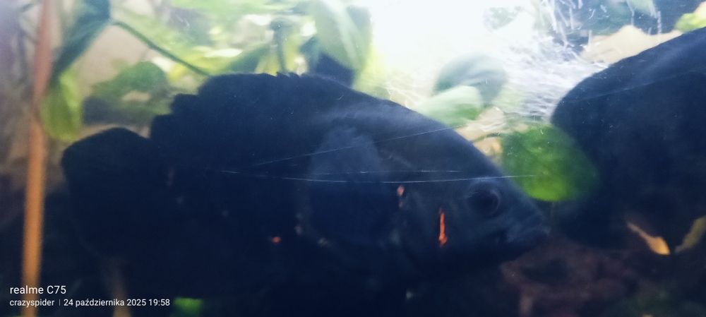 Rybki pawie oka oscary