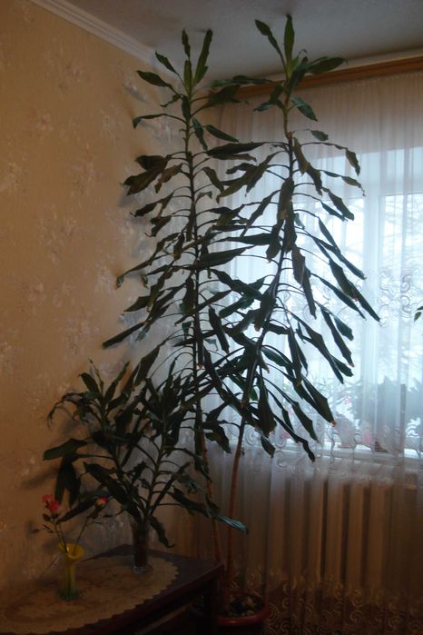 Цветок драцена есть 4 шт