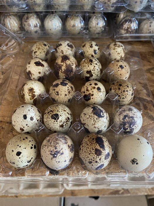 Домашнее перепелиное яйцо