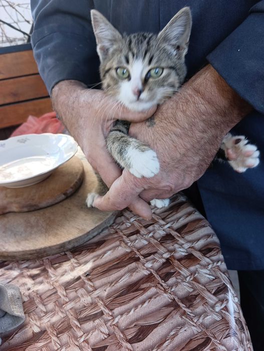 Котята отдам в добрые руки