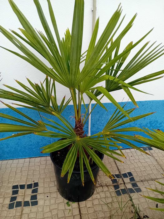 Palmeira moinho de vento Trachycarpus Fortunei
