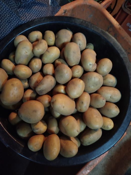 Batata branca agria