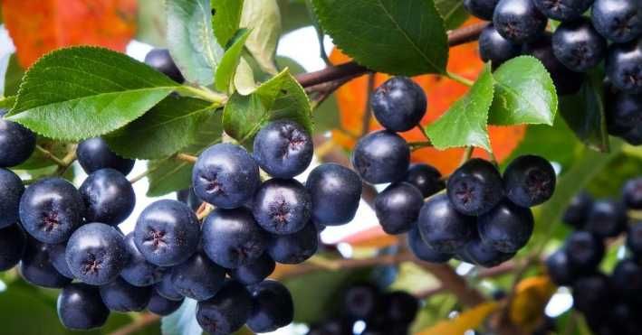 15 kg Aronia Świeże owoce Ekologiczne zbiór ręczny pod zamówienie na nalewkę soki konfitury z czystych terenów Podkarpacia