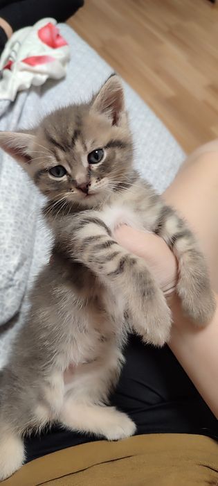 Віддамо кошенят в добрі руки