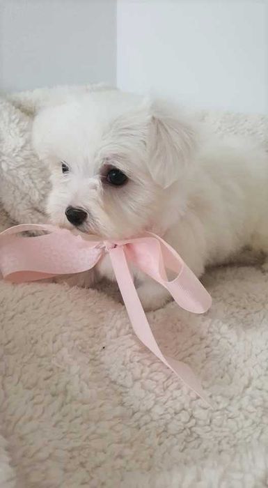 Piękna Mini Sunia Maltańczyk, Pełna dokumentacja.