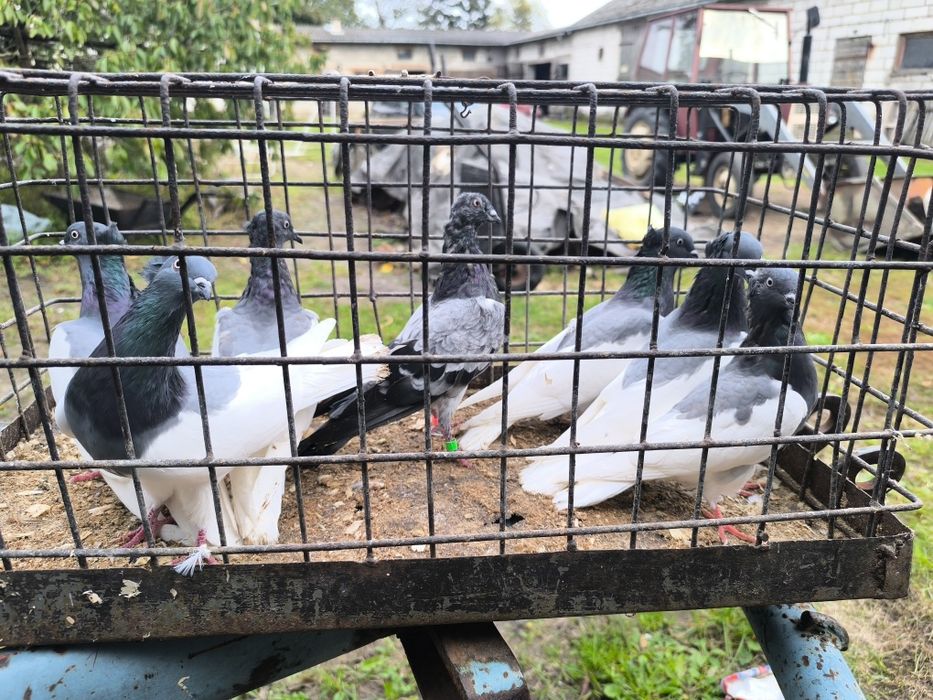 Sprzedam 6 ciemnych i teplerka