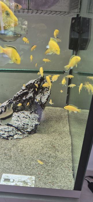 Pyszczak Yellow Labidochromis